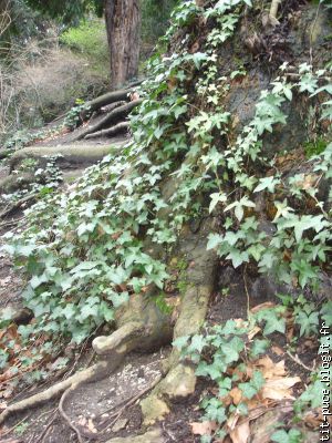 cascade végétale